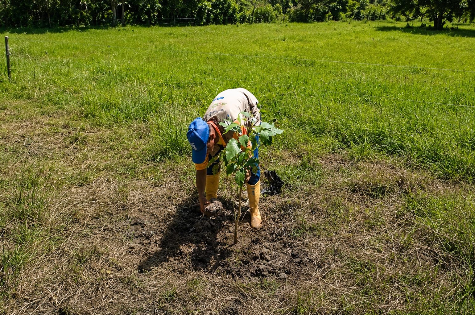A crouching worker digs a hole with a hand tool in an open meadow under the sun.
