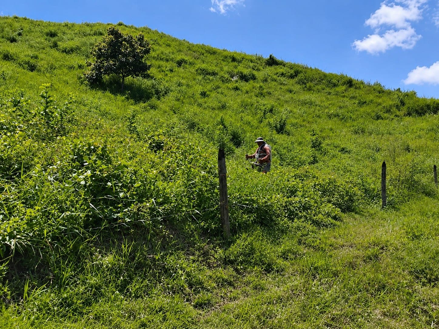An open grassy slope with a fence line and a BIOMADS worker at mid-distance, in a study area.