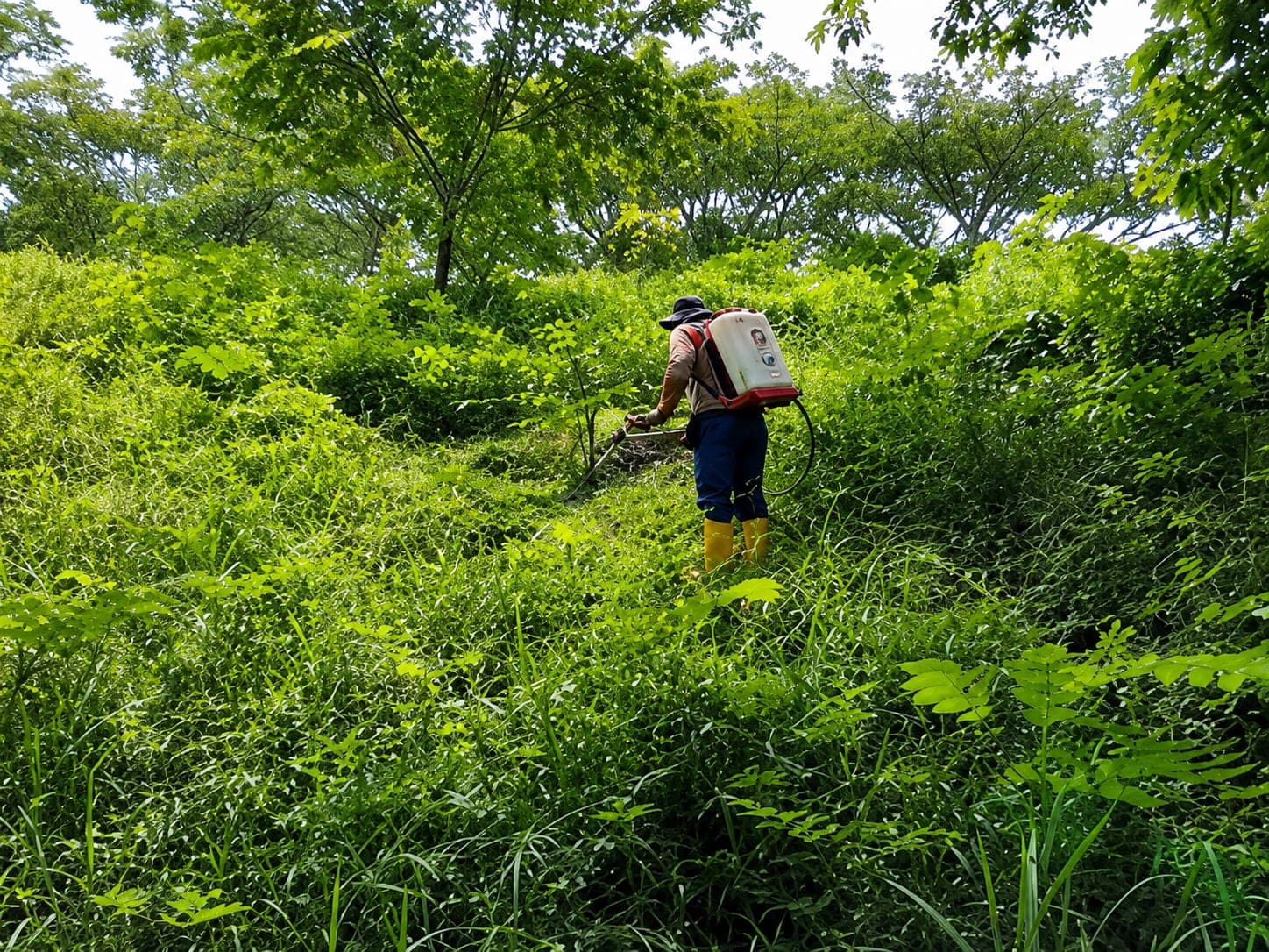 A worker seen from behind, sprayer on shoulder, moves along a slope of dense vegetation applying product.