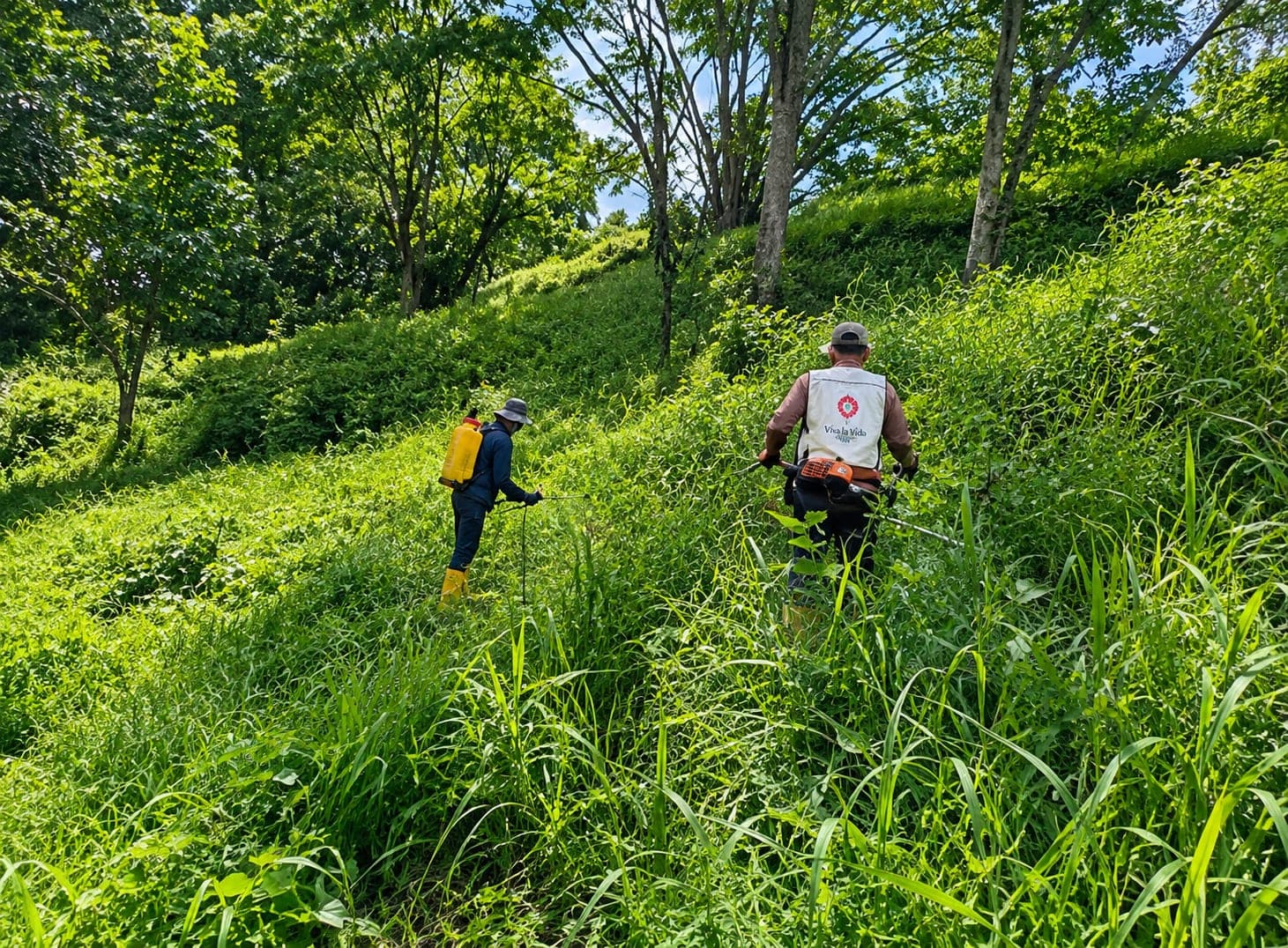 Three workers with spraying equipment work spaced out along a slope of tall grass.