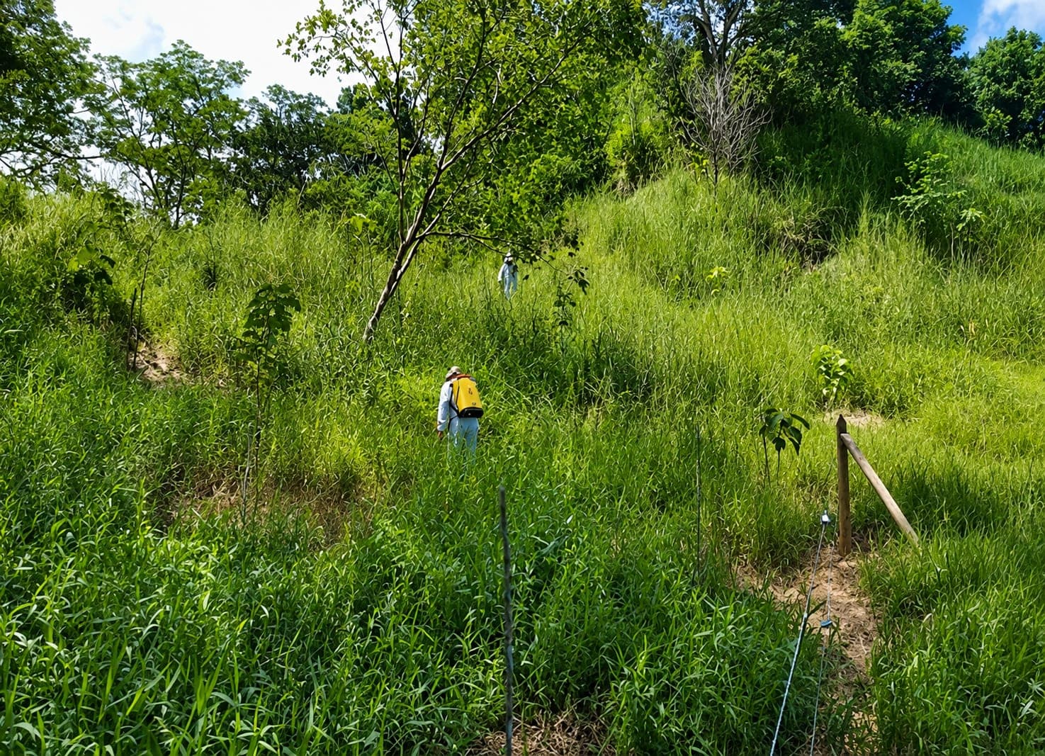 Two BIOMADS workers climb a slope covered in tall grass in a compensation area, with marker stakes and young planted trees.