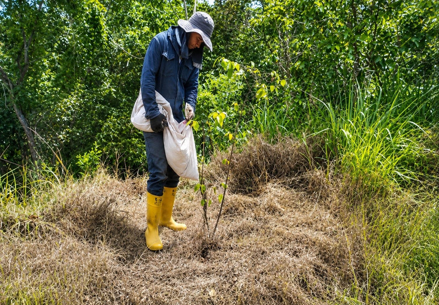 A worker with a bag applies material at the base of a young individual on ground covered in dry leaf litter.