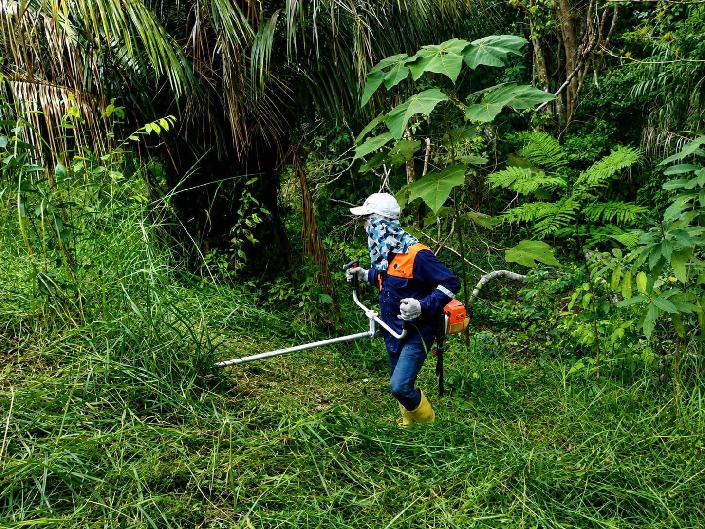 A worker with a brush cutter and face protection clears tall vegetation between young trees.