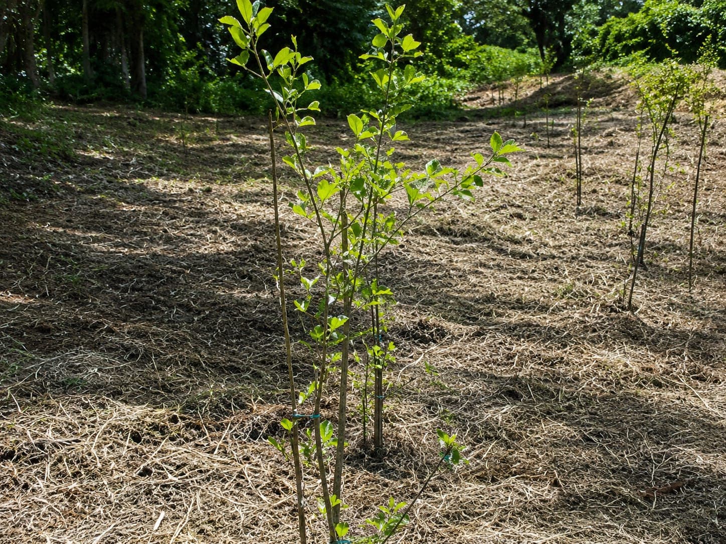 Young plants set in rows on ground covered with dry plant material, with the forest edge behind.