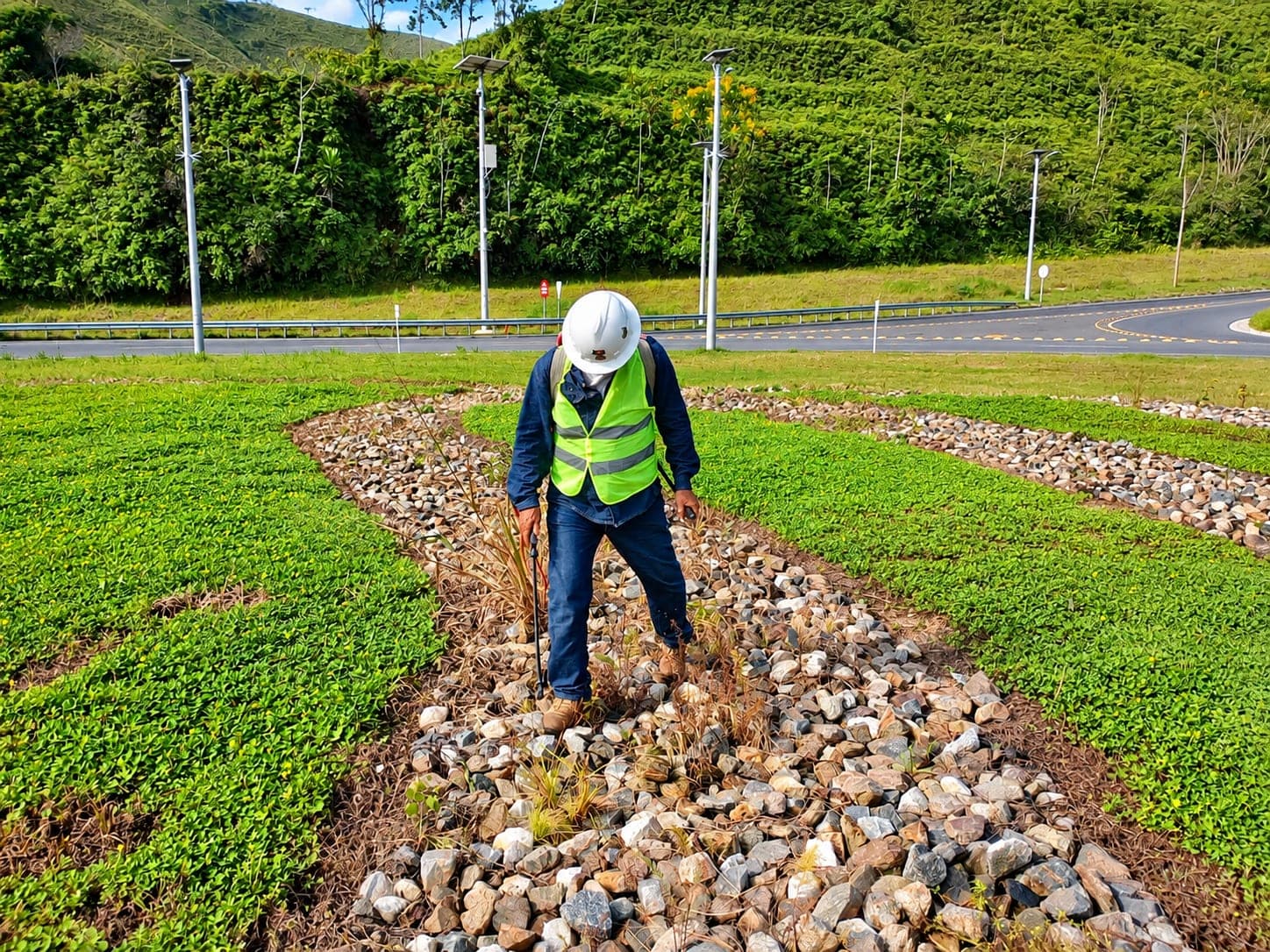 A worker checks a band of stone between strips of established green groundcover, beside a road.
