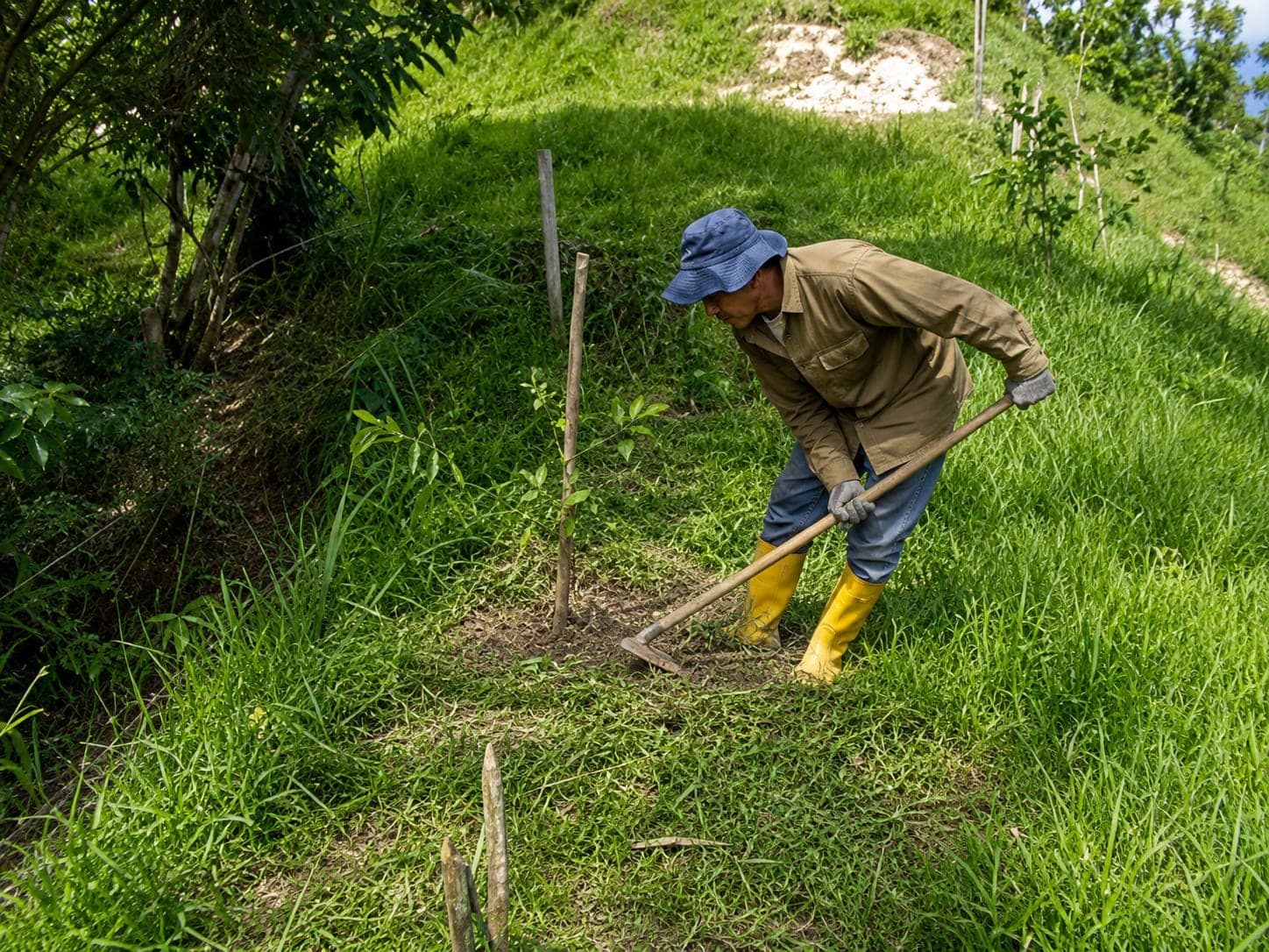 A worker clears the ring around a young individual with a hoe on a grassy slope, leaving bare soil around it.