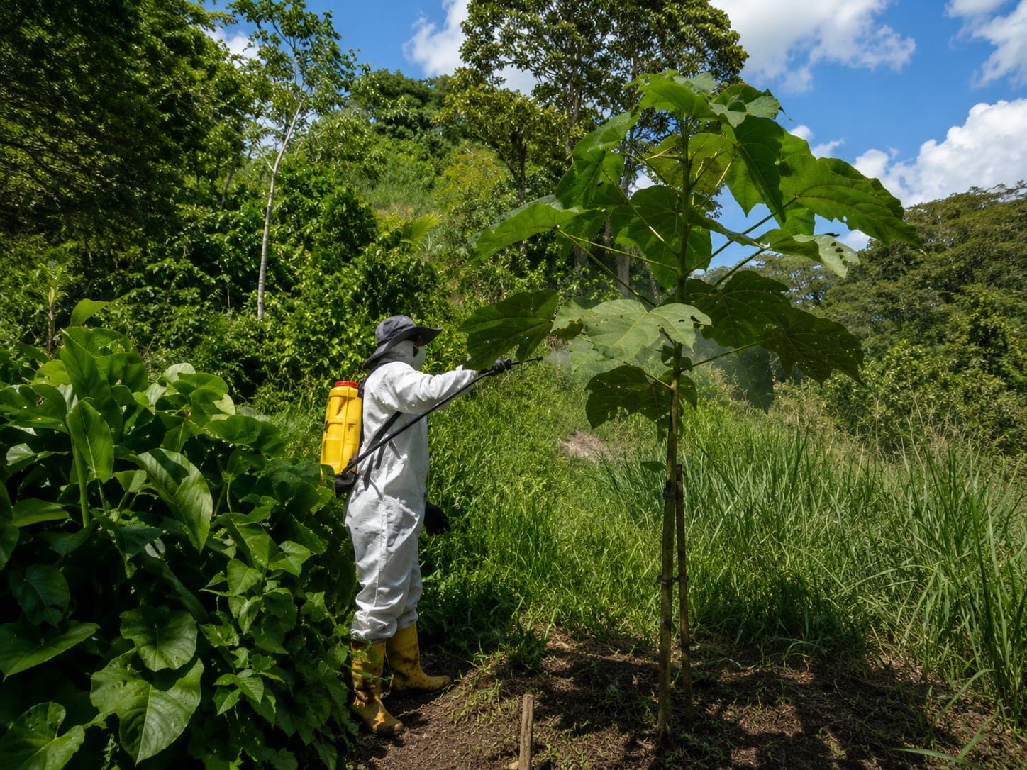 A worker in protective equipment beside a young broad-leaved plant during a field inspection.